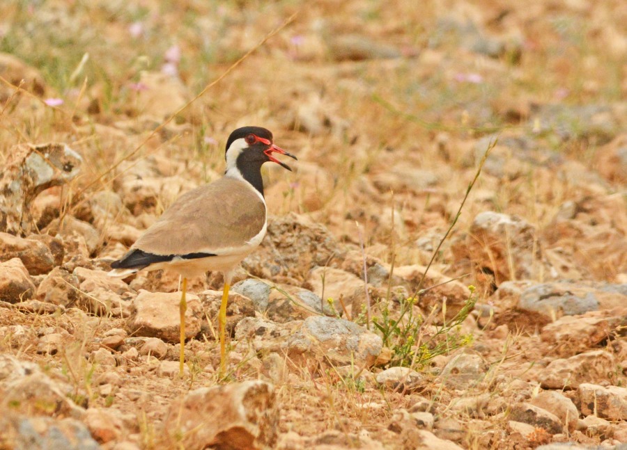 Red-wattled Lapwing