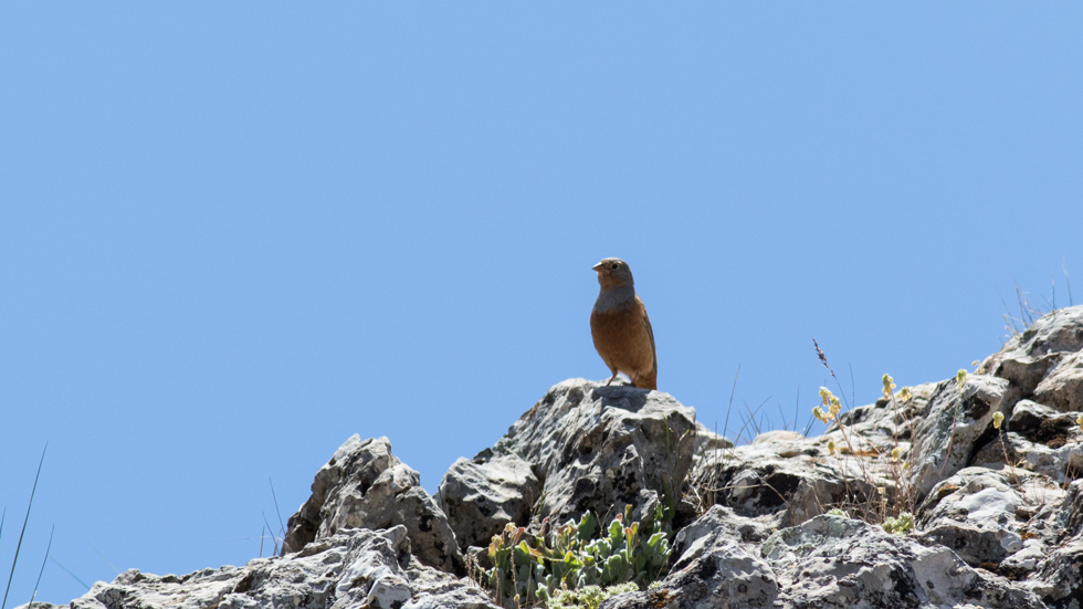 Cretzschmar`s Bunting
