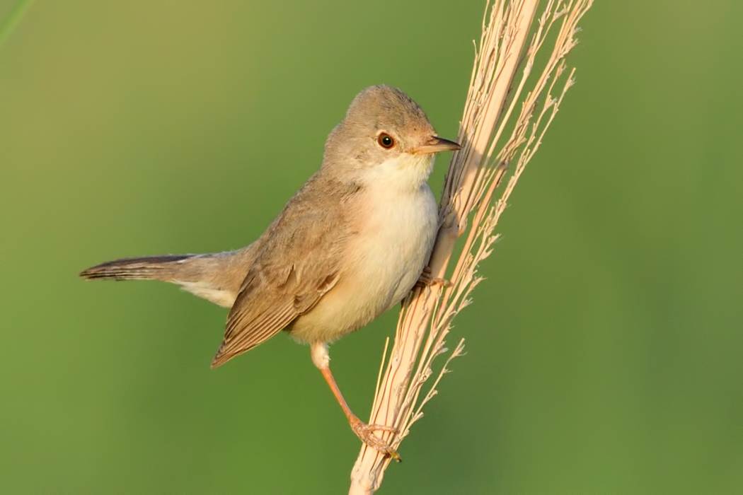 Menetries`s Warbler