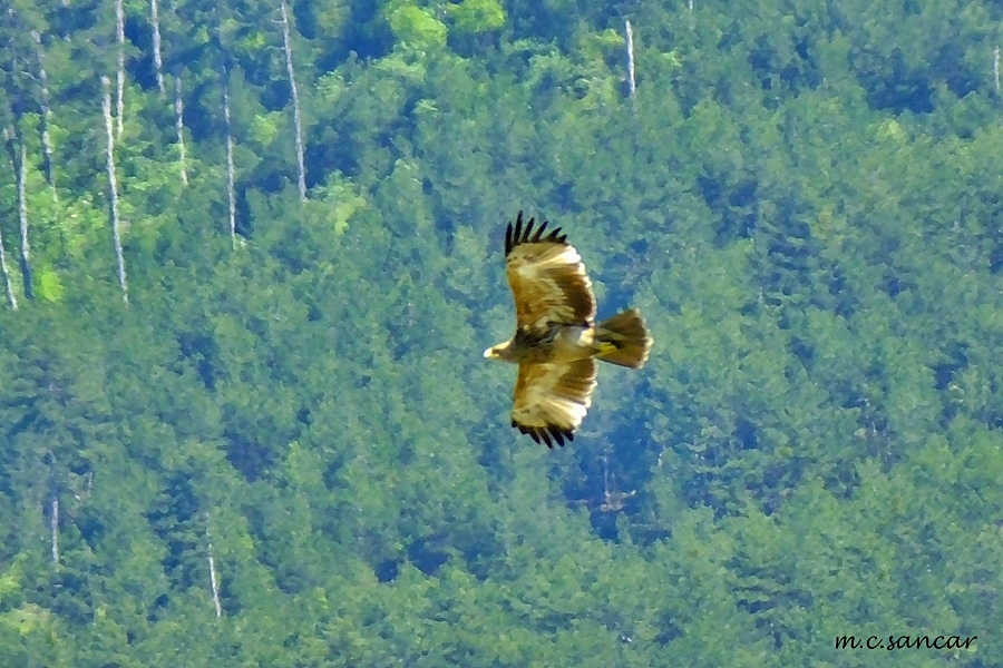 Eastern Imperial Eagle