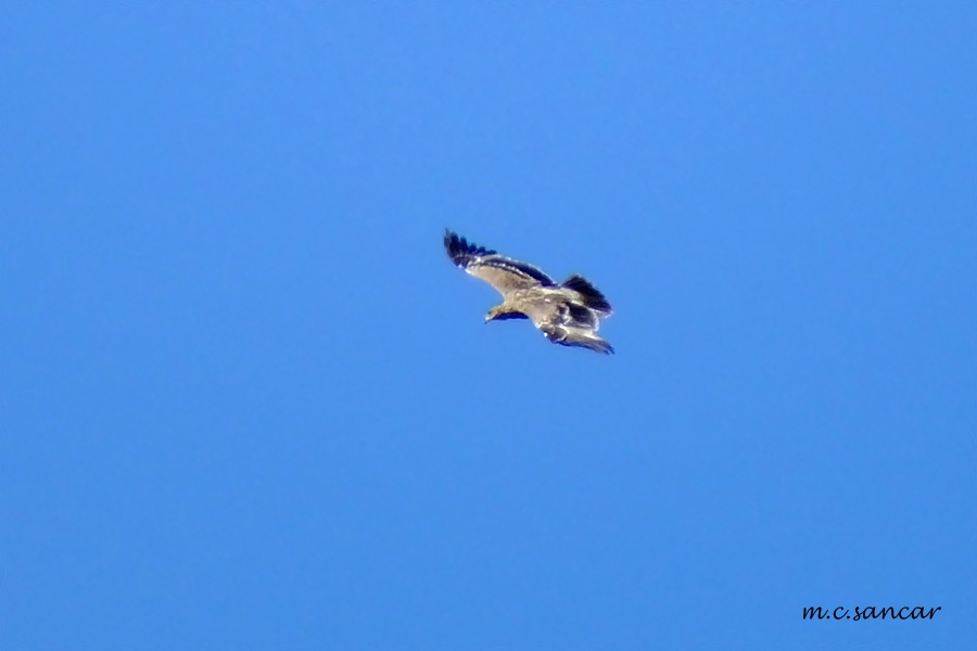 Steppe Eagle
