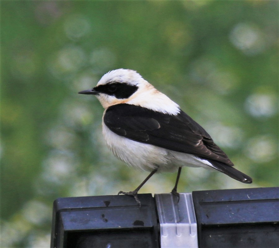Karakulaklı Kuyrukkakan