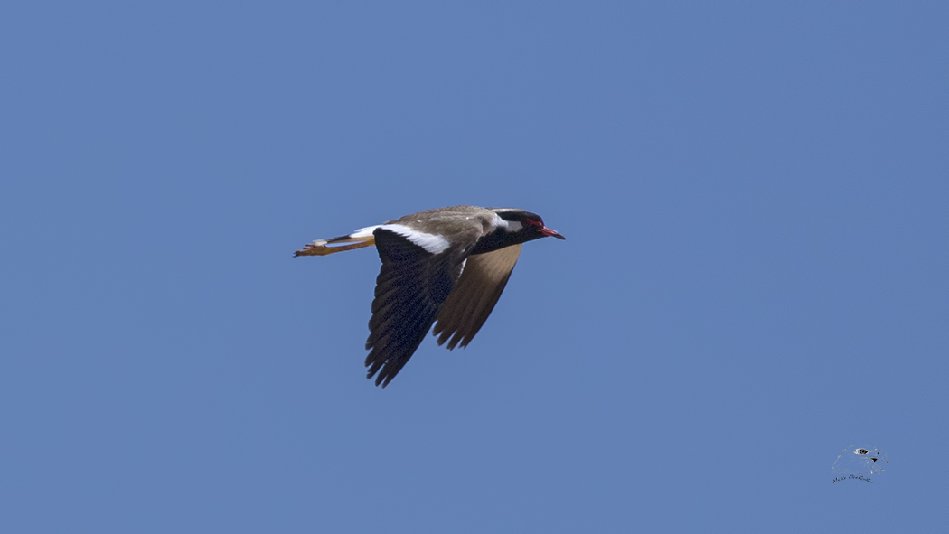 Red-wattled Lapwing