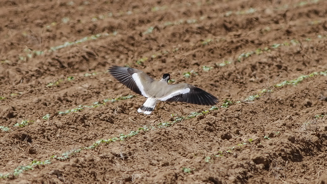 Red-wattled Lapwing