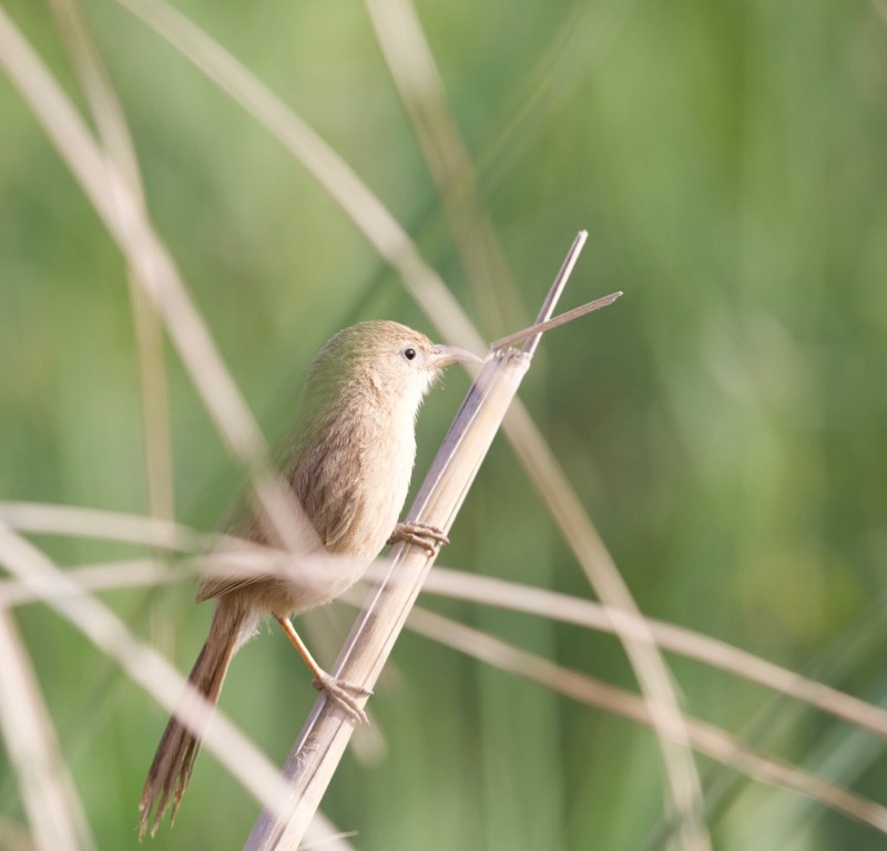 Iraq Babbler