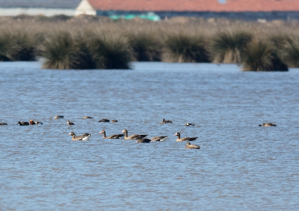 Greater White-fronted Goose