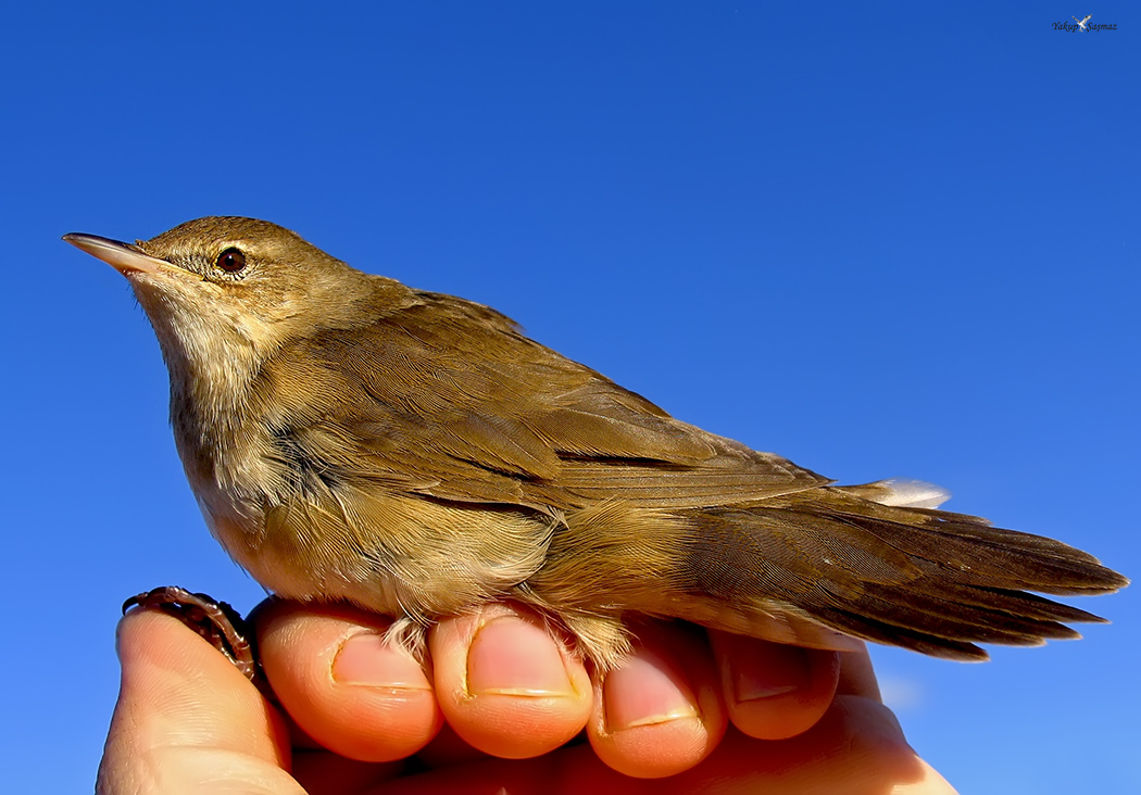 Savi`s Warbler