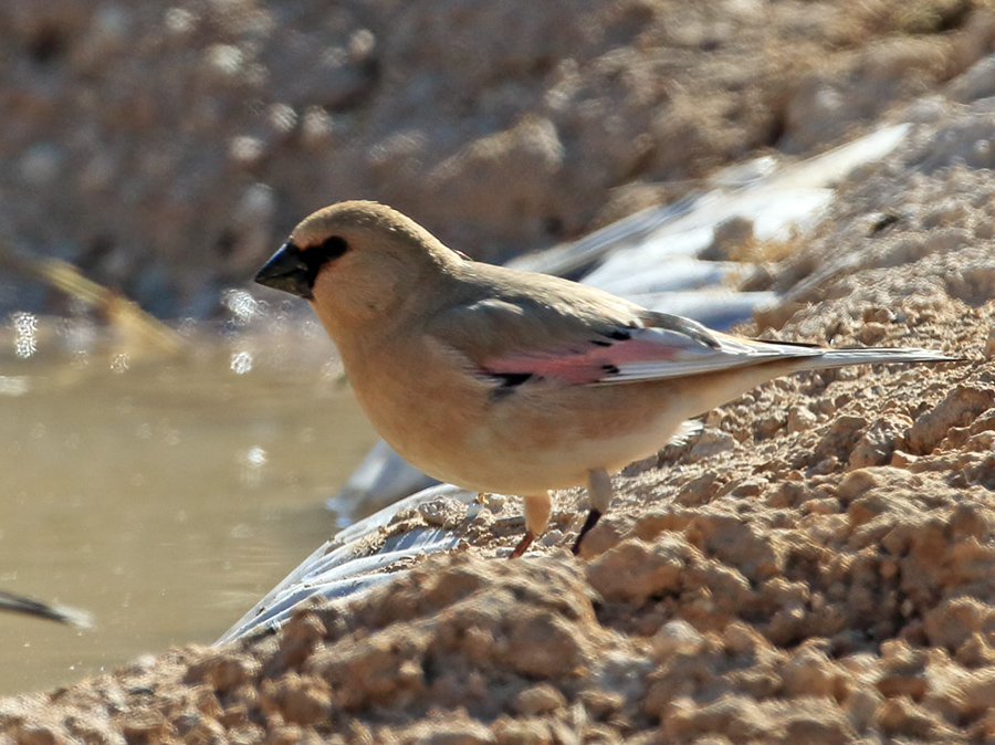 Desert Finch