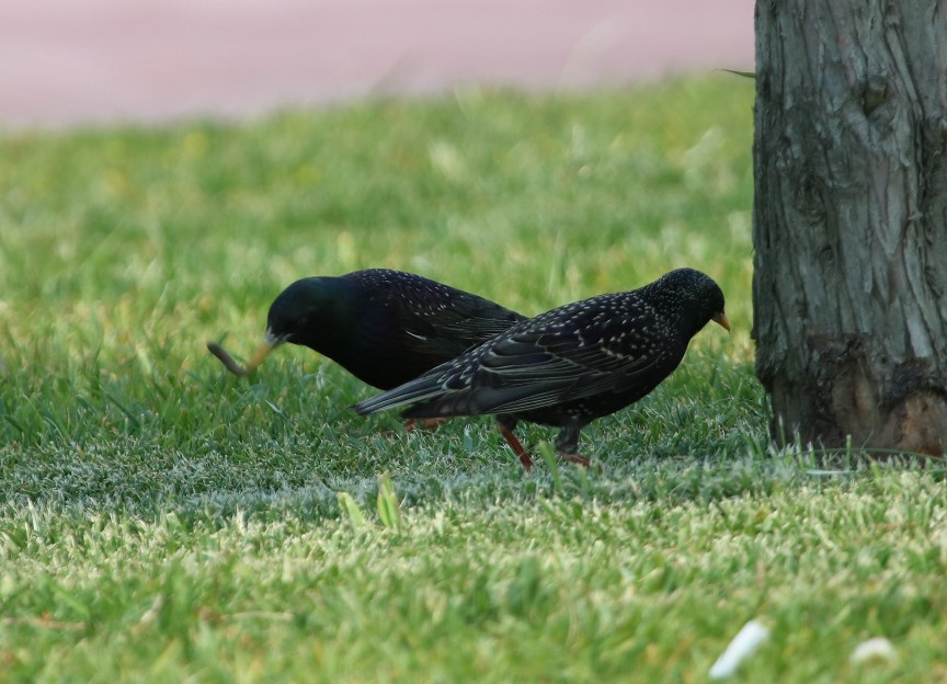 Common Starling