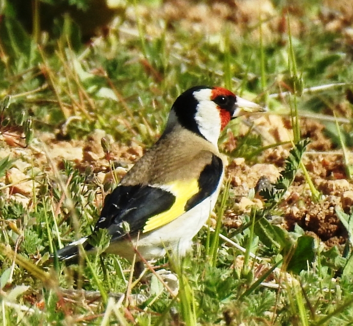European Goldfinch