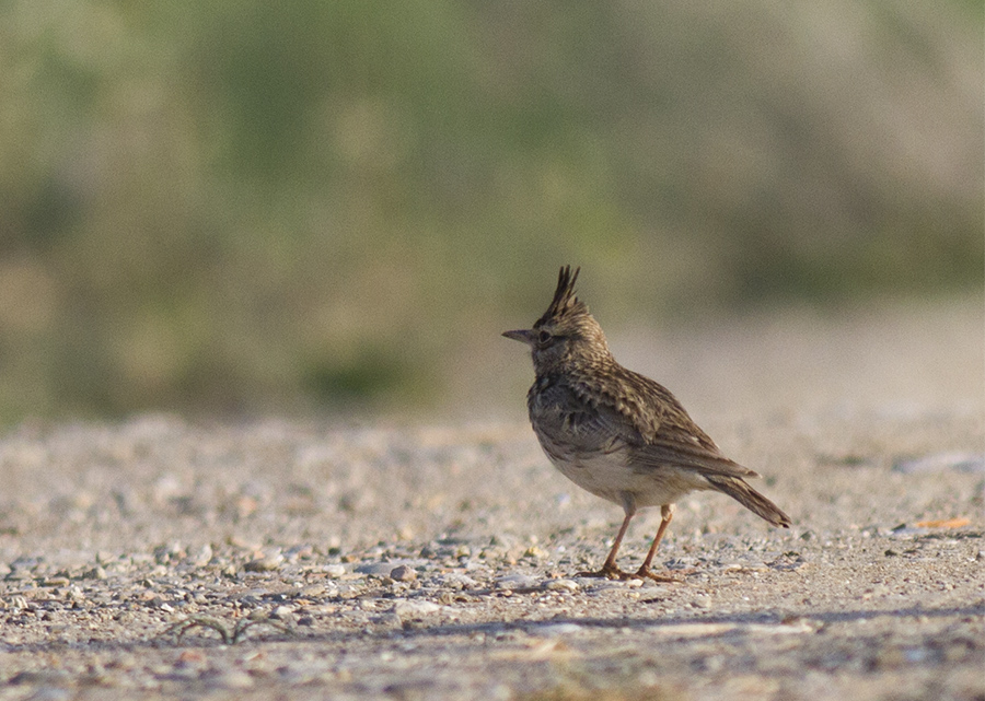 Crested Lark