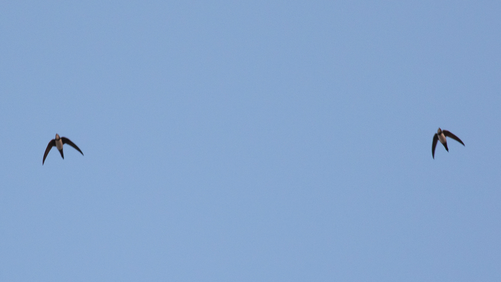 Alpine Swift