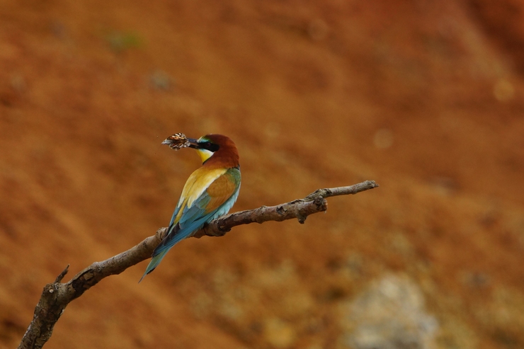 European Bee-eater