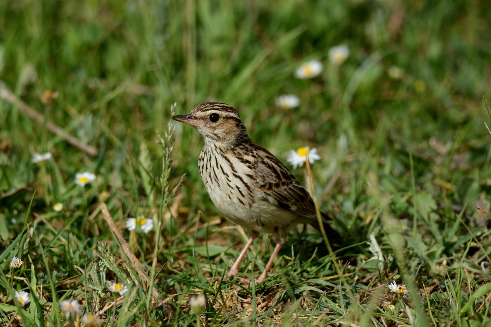 Woodlark