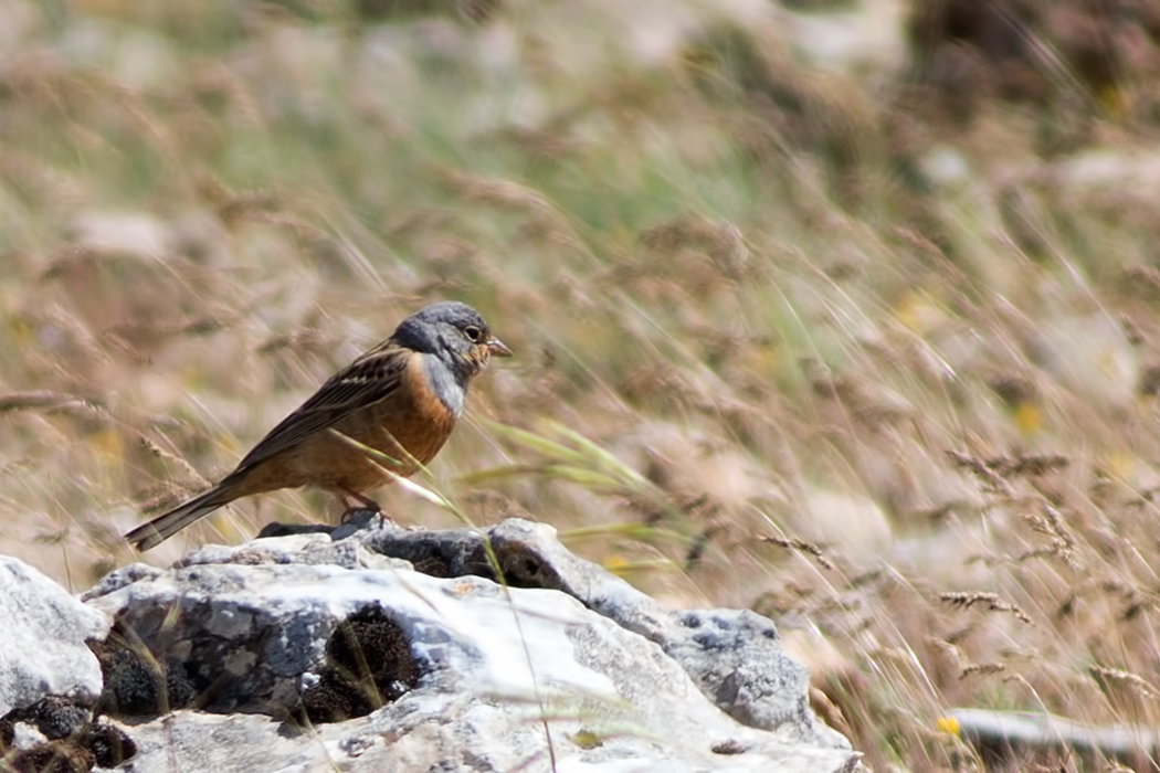Cretzschmar`s Bunting