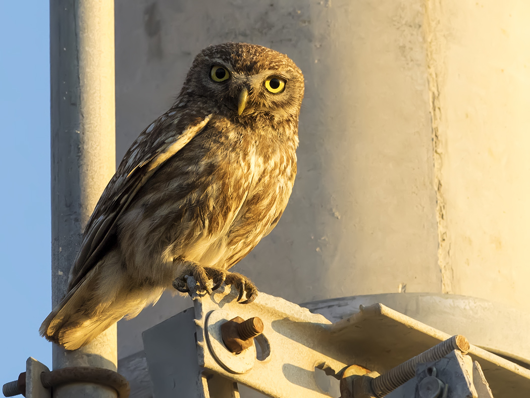 Little Owl