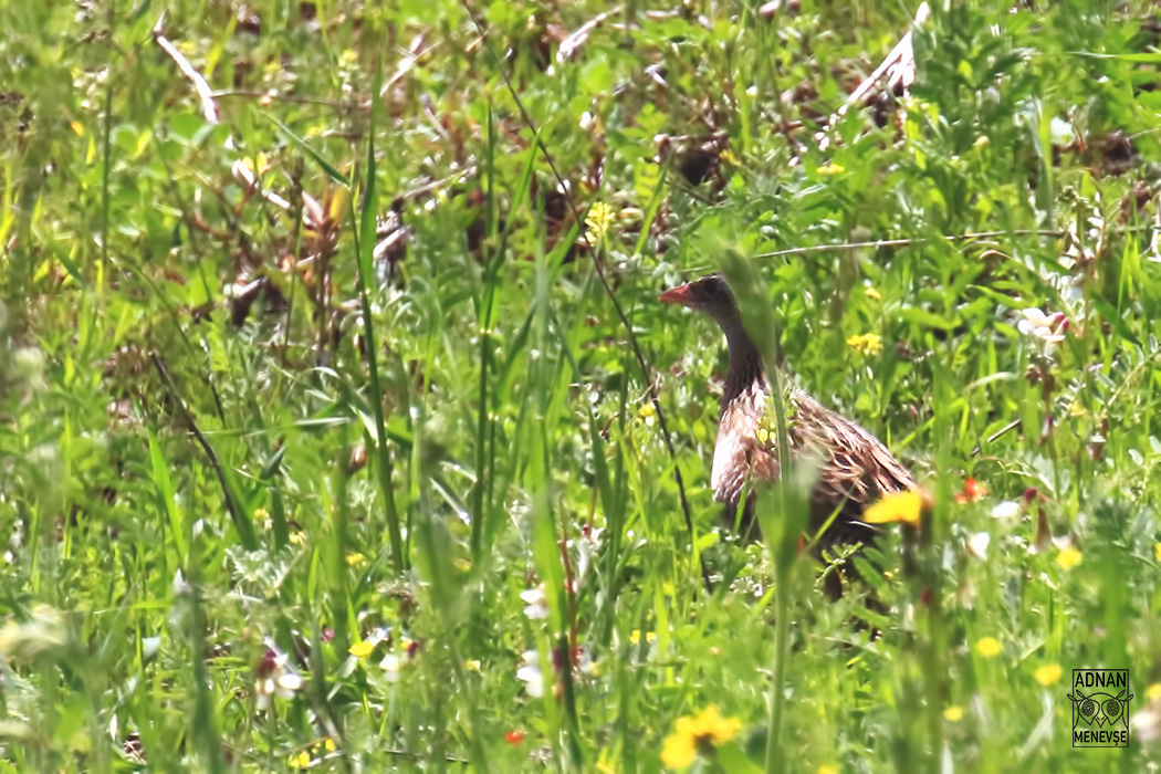 Corn Crake