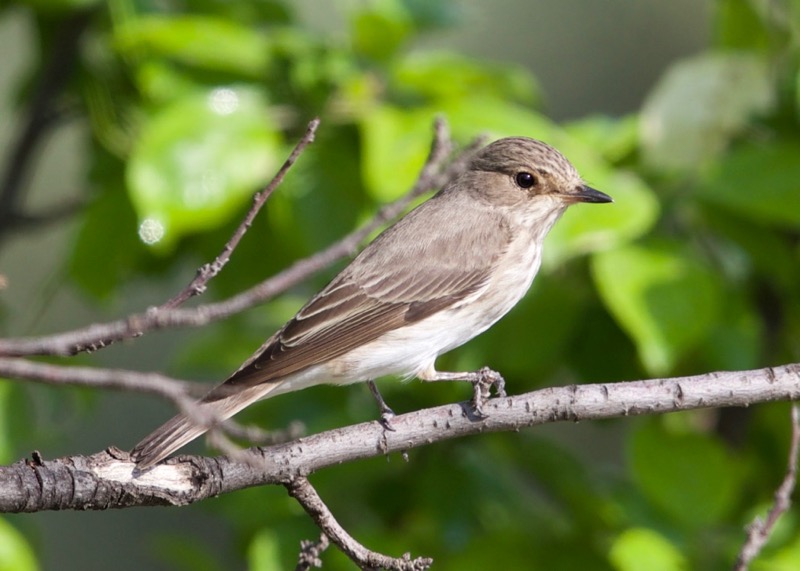 Spotted Flycatcher