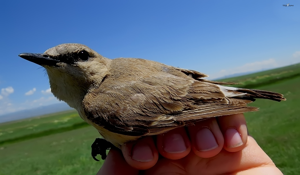 Isabelline Wheatear