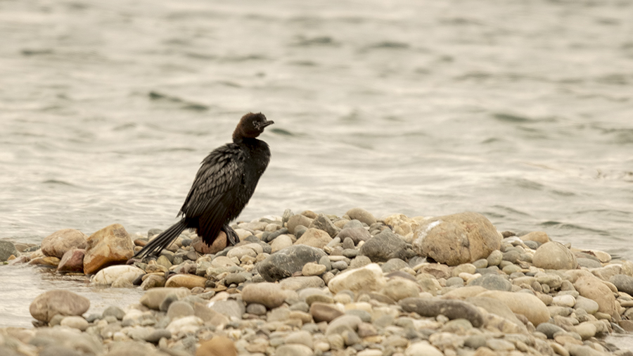 Pygmy Cormorant