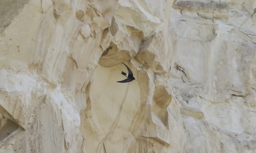 Little Swift