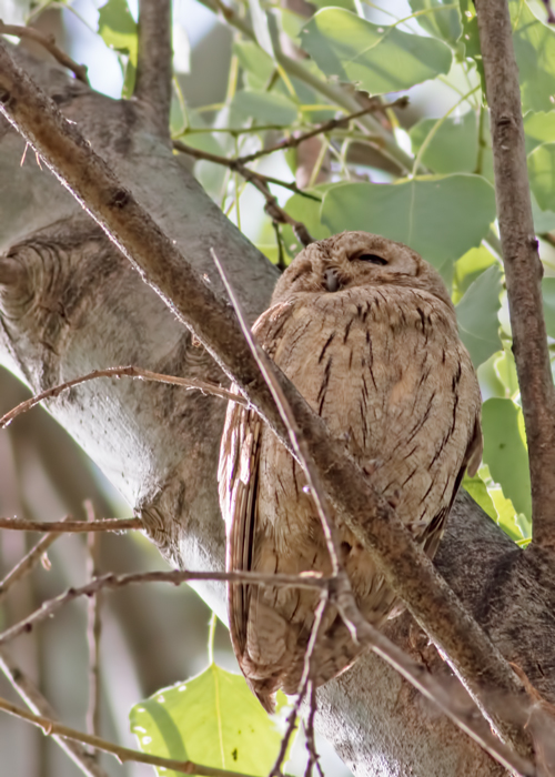 Pallid Scops Owl