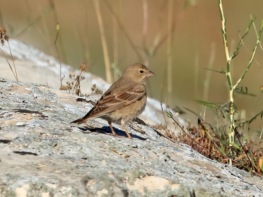 Pale Rockfinch