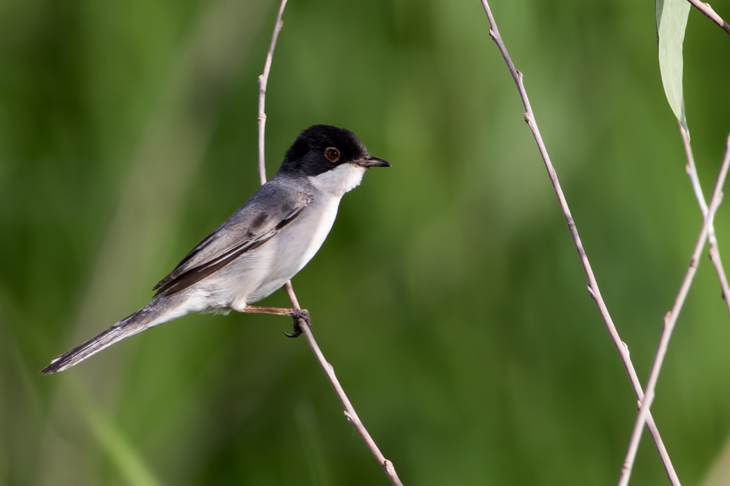 Menetries`s Warbler