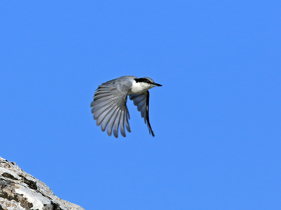 Eastern Rock Nuthatch