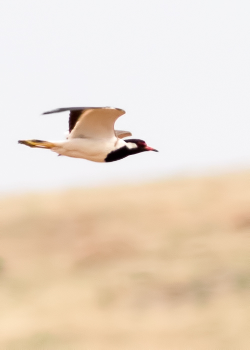 Red-wattled Lapwing