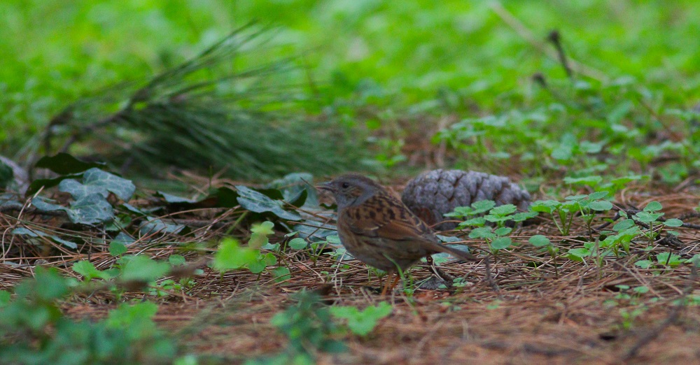 Dunnock