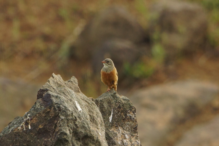 Ortolan Bunting