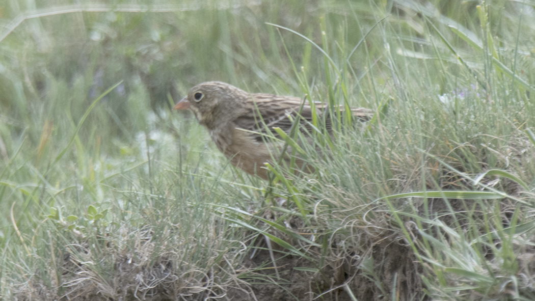 Ortolan Bunting