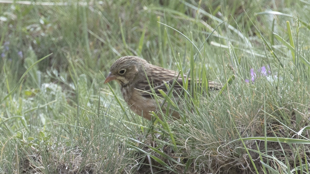 Ortolan Bunting