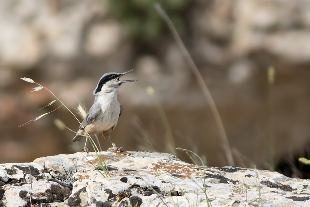 Eastern Rock Nuthatch