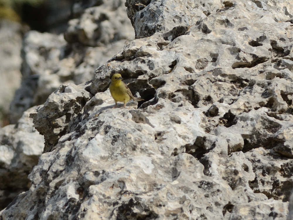 Cinereous Bunting