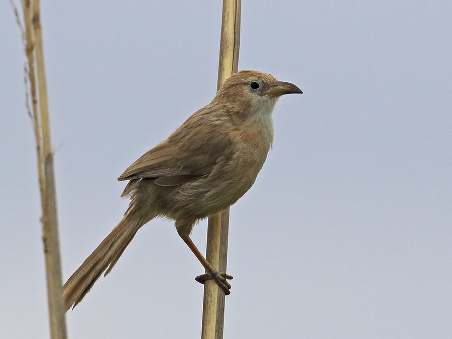 Iraq Babbler