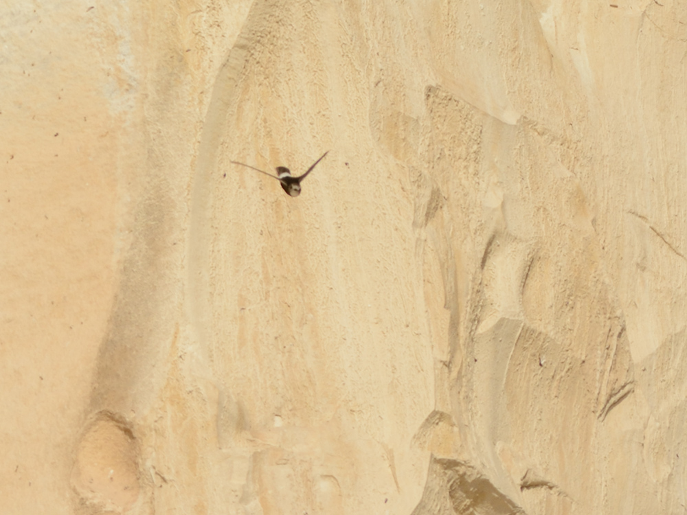 Little Swift