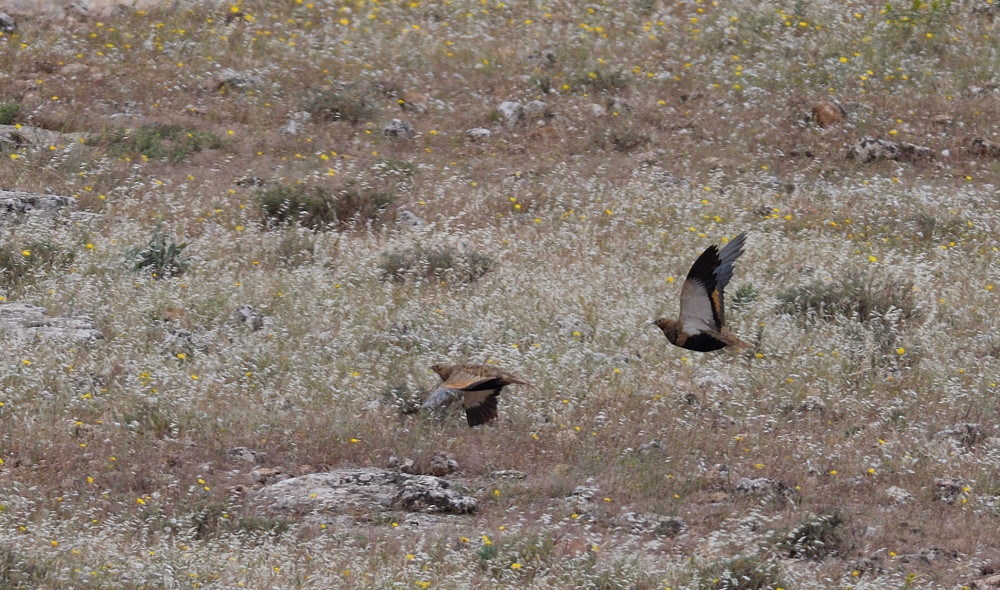 Black-bellied Sandgrouse