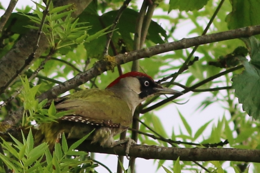 European Green Woodpecker