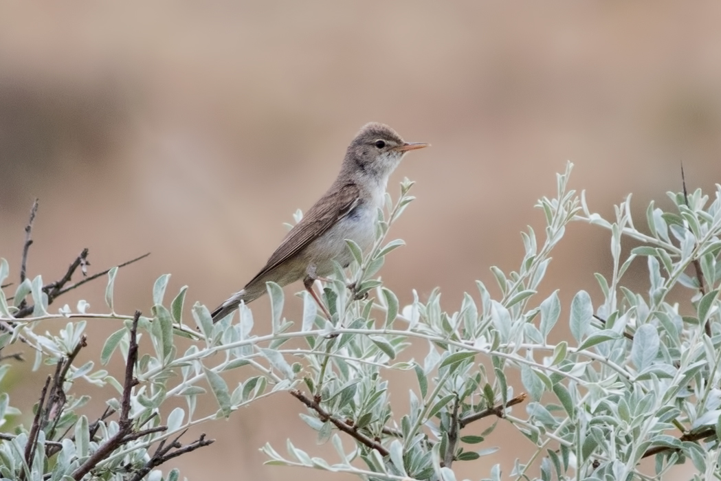 Upcher`s Warbler
