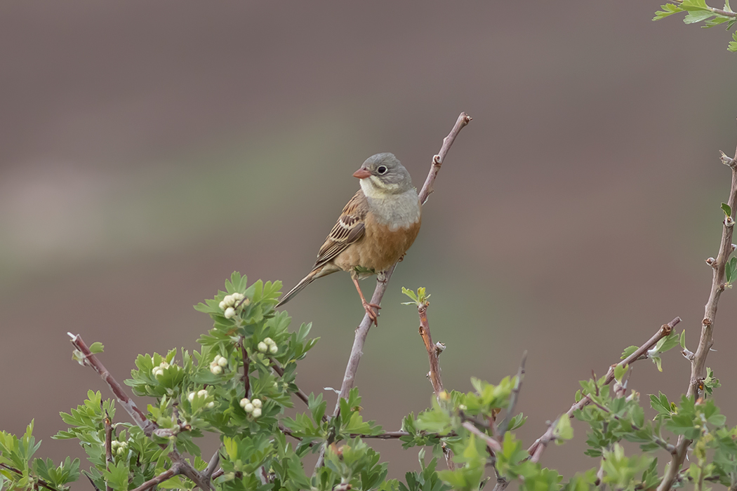 Ortolan Bunting