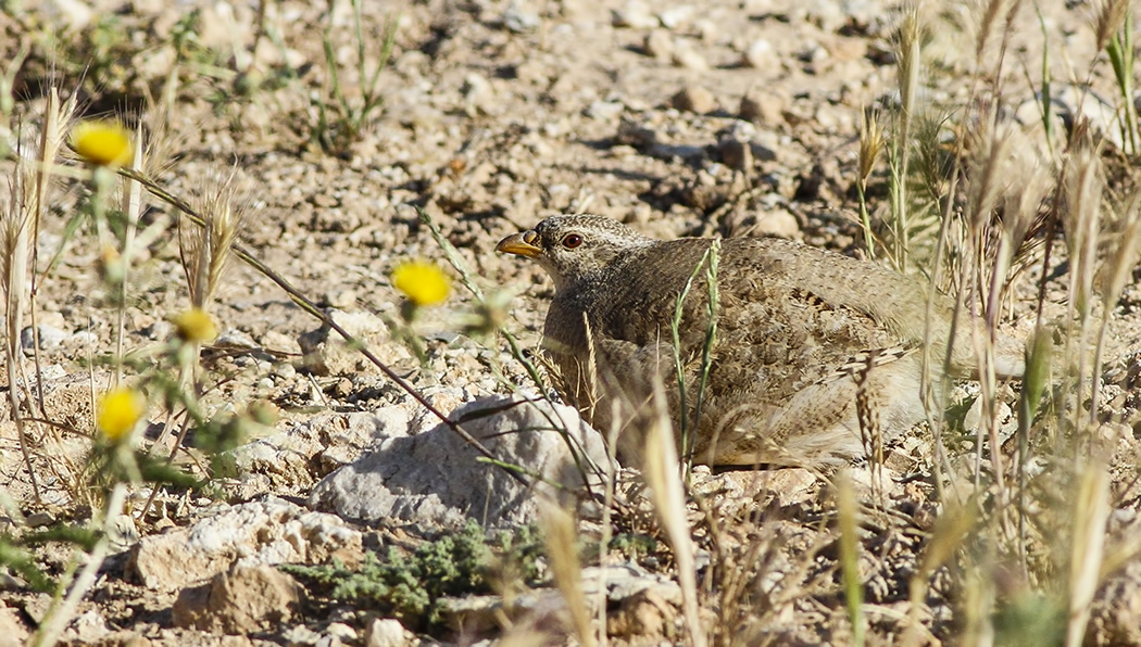 See-see Partridge