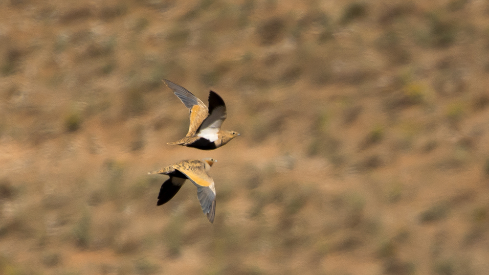 Black-bellied Sandgrouse
