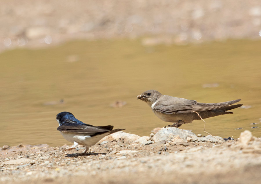 Eurasian Crag Martin