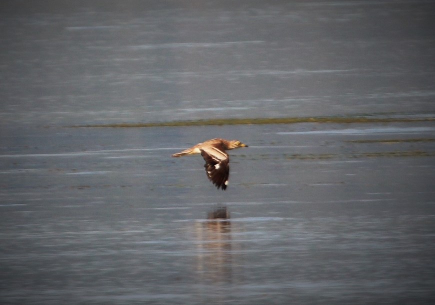 Eurasian Stone-curlew