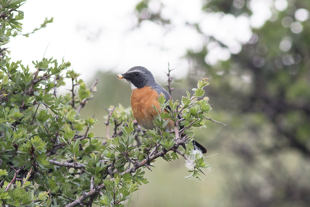 White-throated Robin