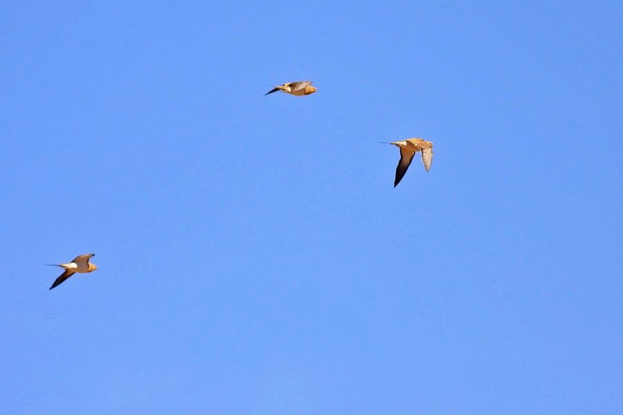 Pin-tailed Sandgrouse