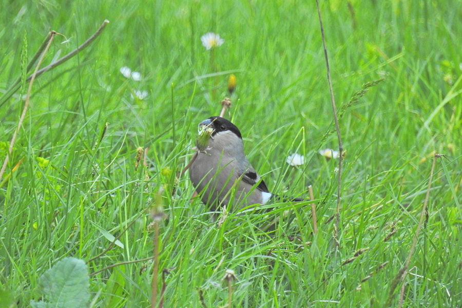 Eurasian Bullfinch