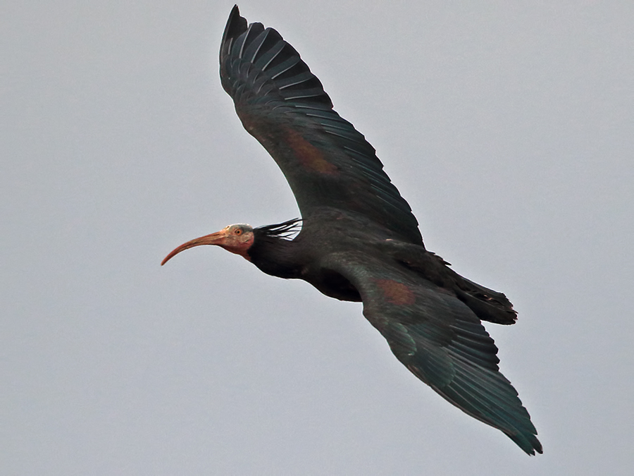 Northern Bald Ibis